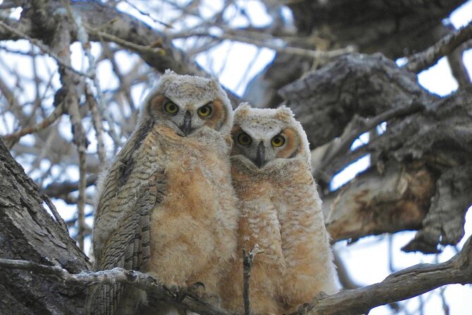 Colorado's Birds of Prey Full-Day with Lunch - Looking for raptors in natural areas around Denver