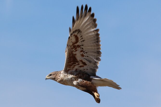 Colorado's Birds of Prey Full-Day with Lunch - What Ryan’s guiding style adds