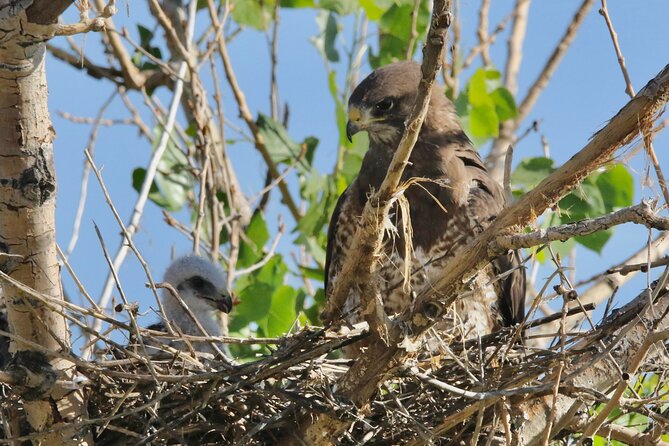 Colorado's Birds of Prey Full-Day with Lunch - Is $650 a fair price for up to four people?