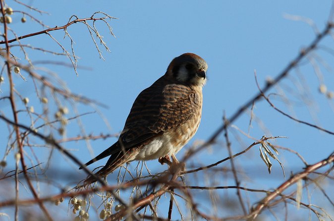 Colorado's Birds of Prey Full-Day with Lunch - Weather, cancellation, and planning your date