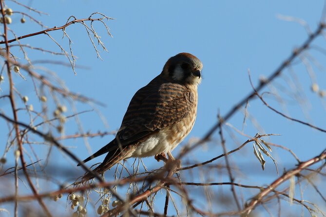 Colorado's Birds of Prey Full-Day with Lunch - Who should book this birds of prey experience?