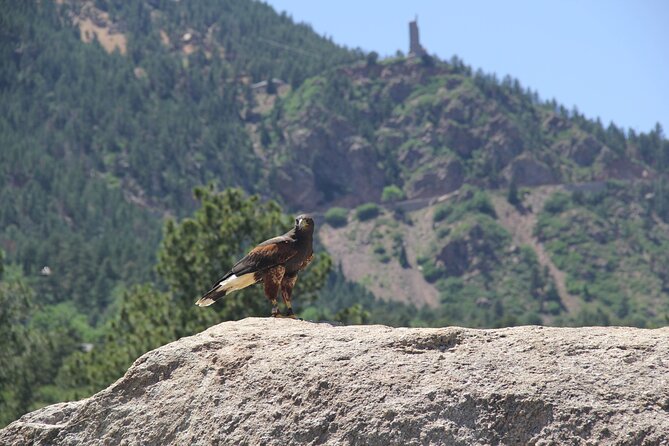 Colorado Springs Hands-On Falconry Class and Demonstration - What makes this class special