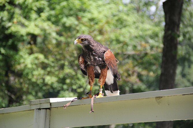 Colorado Springs Hands-On Falconry Class and Demonstration - Watching the hawk fly free