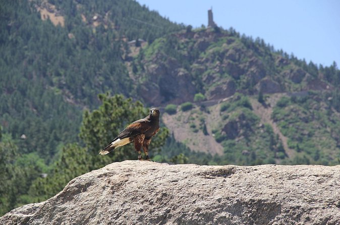 Colorado Springs Hands-On Falconry Class and Demonstration - Holding the Saker Falcon