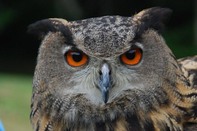 Colorado Springs Hands-On Falconry Class and Demonstration - How the 90-minute schedule feels