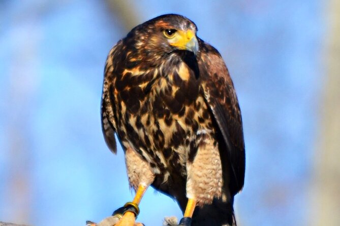 Colorado Springs Hands-On Falconry Class and Demonstration - Is $217.20 a fair price?
