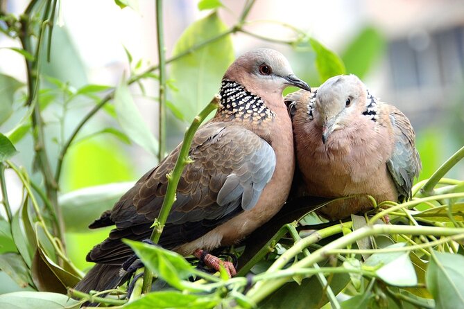 Colorful Species Of Birds - The guides are a major part of the experience
