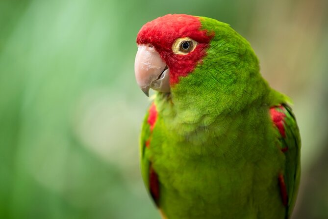Colorful Species Of Birds - Feeding iguanas before the aviary