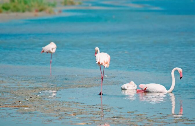 Combo: Cagliari Old Town and the Oasis of Flamingos - Key points to know before you book