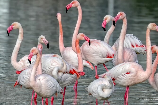 Combo: Cagliari Old Town and the Oasis of Flamingos - Why this Cagliari route works so well