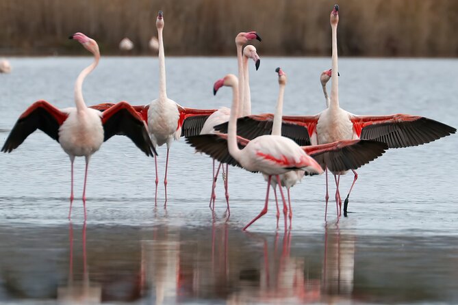 Combo: Cagliari Old Town and the Oasis of Flamingos - Villanova’s flowers and Cagliari’s cathedral