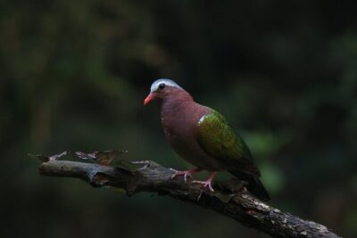 Dandeli Bird Photography Tour
