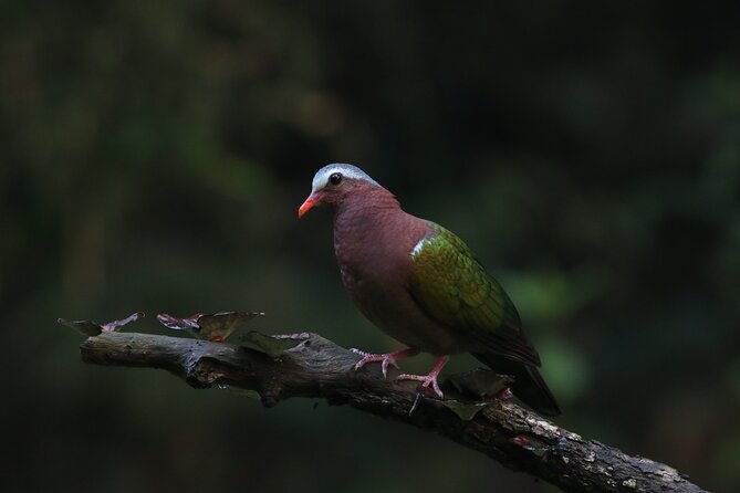 Dandeli Bird Photography Tour - Following the naturalist into the forest