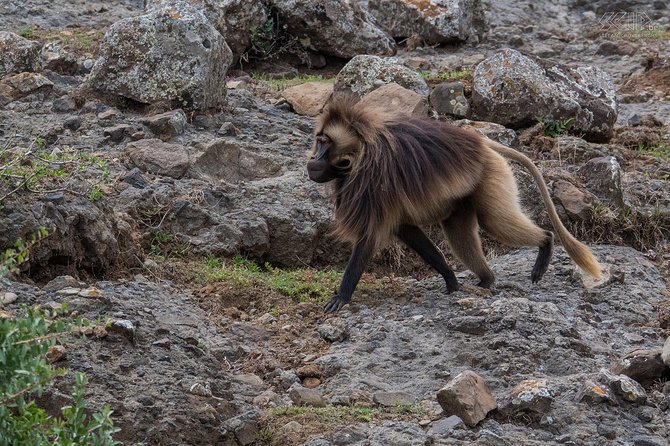 Day Trip From Addis Ababa See Historical Monastery,Stunning Nature,Animals,Birds - The cave, cliffs, and a slower look at Ethiopian faith