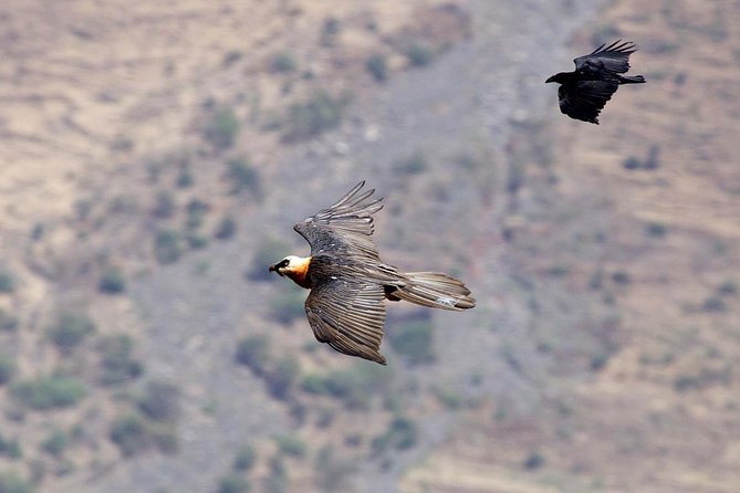 Day Trip From Addis Ababa See Historical Monastery,Stunning Nature,Animals,Birds - Hiking to the Portuguese Bridge and waterfall