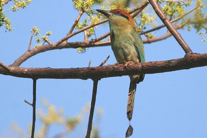 Desembocada and Ameca River Bird Paradise (Wetland and Tropical birds in PV) - The best reasons to book this birding day