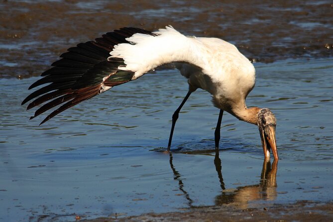Desembocada and Ameca River Bird Paradise (Wetland and Tropical birds in PV) - The Ameca River and mangroves