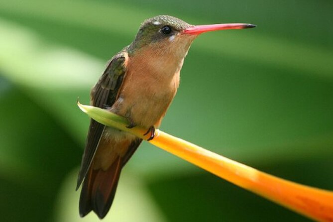 Desembocada and Ameca River Bird Paradise (Wetland and Tropical birds in PV) - Michael and Cynthia shape the quality of the day