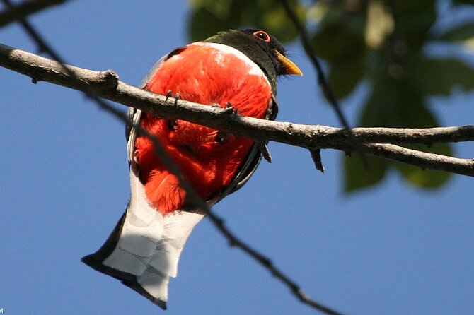 Desembocada and Ameca River Bird Paradise (Wetland and Tropical birds in PV) - What you might see, and how the sightings work