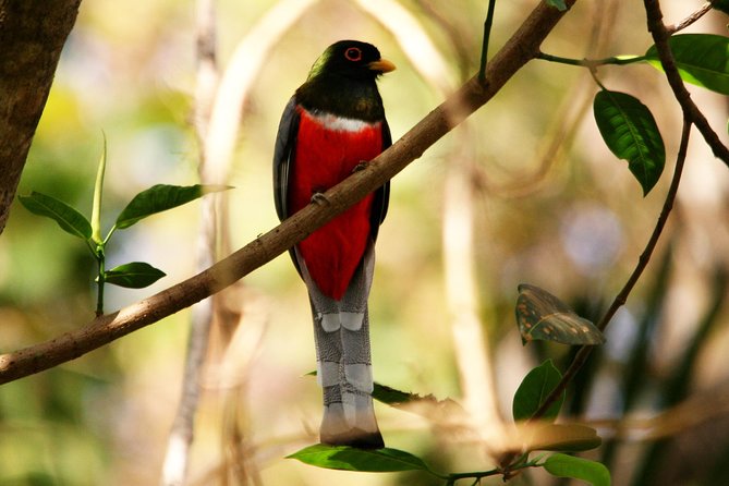 Desembocada and Ameca River Bird Paradise (Wetland and Tropical birds in PV) - How much value does the tour offer?