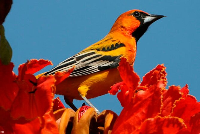 Desembocada and Ameca River Bird Paradise (Wetland and Tropical birds in PV) - Desembocada brings farming country and wetlands together