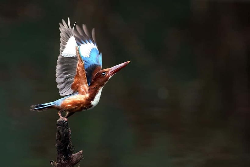 Discover Birding heaven at Sultanpur in a day from Delhi - Sultanpur Bird Sanctuary at a glance