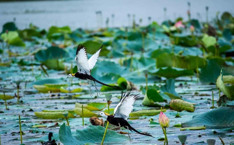 Discover Birding heaven at Sultanpur in a day from Delhi - The May to September change