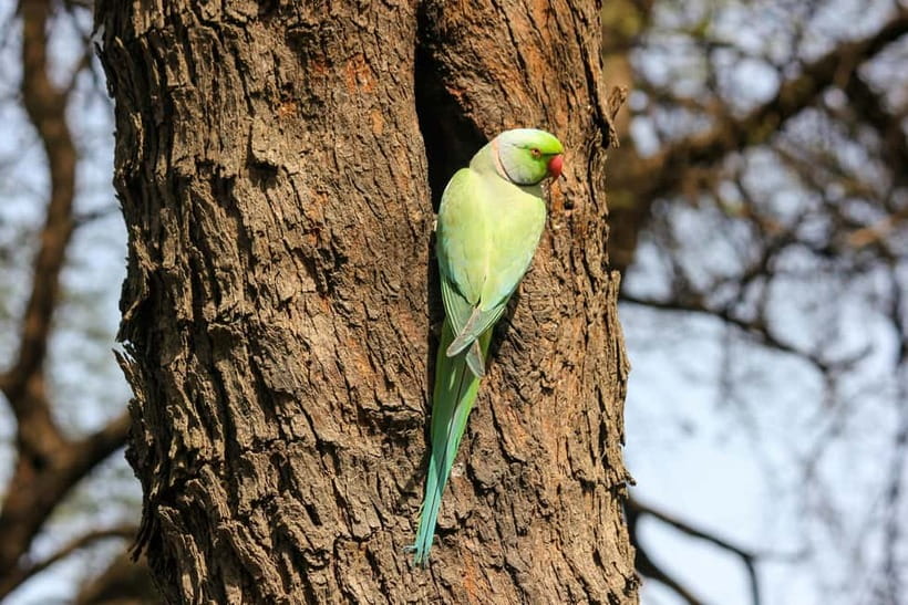 Discover Birding heaven at Sultanpur in a day from Delhi - Is $62 a fair price?