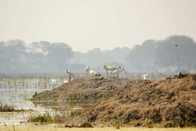 Discover Birding heaven at Sultanpur in a day from Delhi