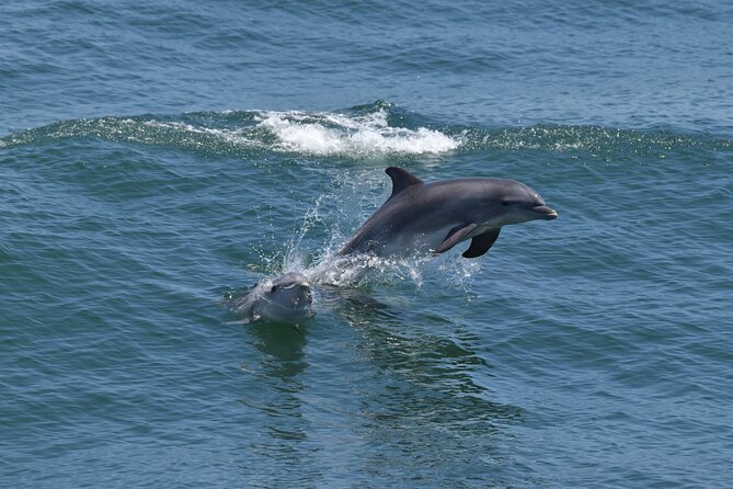 Dolphin and Bird Watching Ecotour Cruise - A two-hour introduction to Cape May’s coastal wildlife