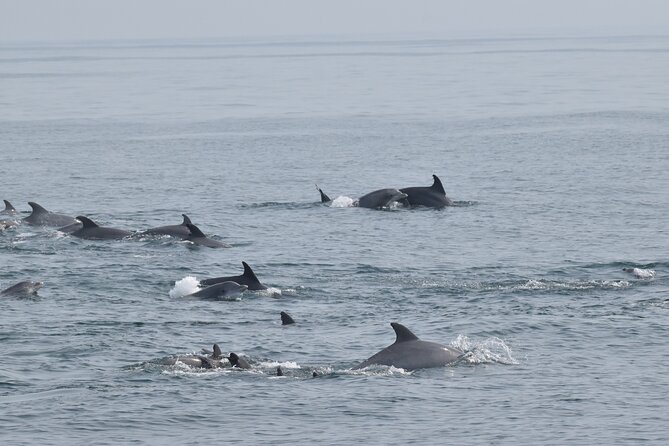 Dolphin and Bird Watching Ecotour Cruise - Dolphin watching with room to move