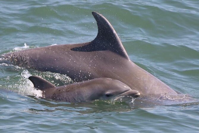 Dolphin and Bird Watching Ecotour Cruise - Who will enjoy this cruise most