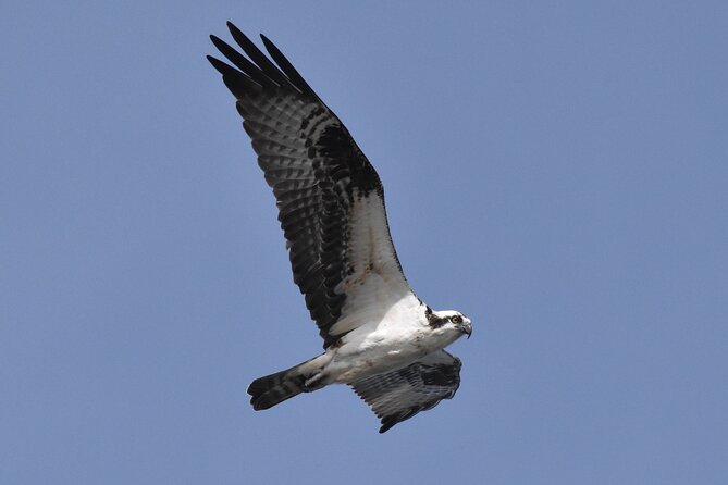 Dolphin and Bird Watching Ecotour Cruise - Weather, timing, and cancellation protection