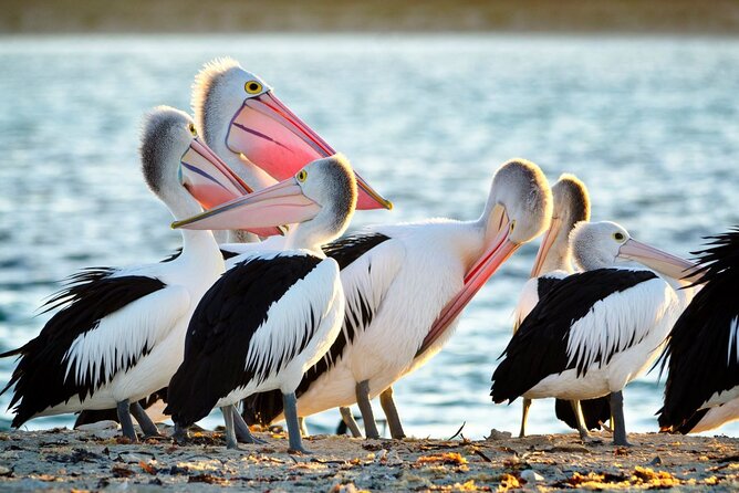 Dolphin, Sea Lion and Penguin Island Cruise - Key points at a glance