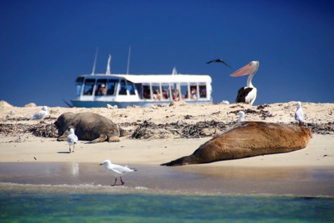 Dolphin, Sea Lion and Penguin Island Cruise - What this Shoalwater cruise is really offering