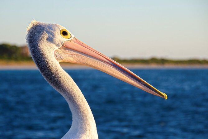 Dolphin, Sea Lion and Penguin Island Cruise - Crew commentary and the value of the guide