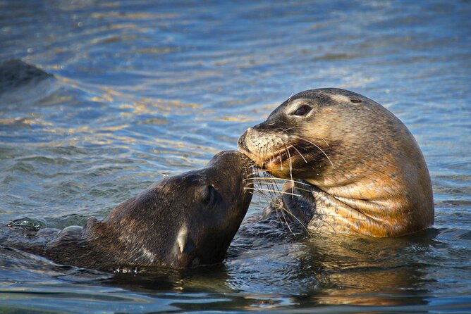 Dolphin, Sea Lion and Penguin Island Cruise - Glass-bottom viewing and boat expectations