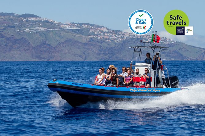 Dolphin - Whale - Turtle - Bird Watching - Leaving Funchal on a small, fast RIB boat