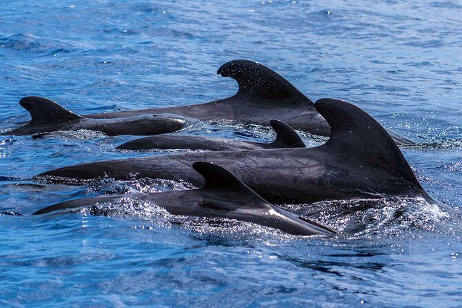 Dolphin - Whale - Turtle - Bird Watching - Dolphins, pilot whales, and the luck factor
