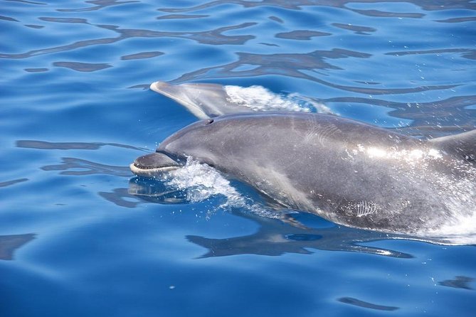 Dolphin - Whale - Turtle - Bird Watching - The coastal return past Funchal and Câmara de Lobos