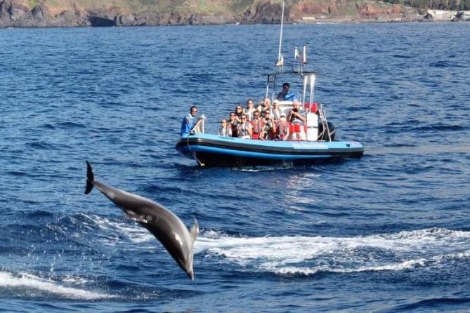 Dolphin - Whale - Turtle - Bird Watching - Is the small boat worth the $60.49 price?