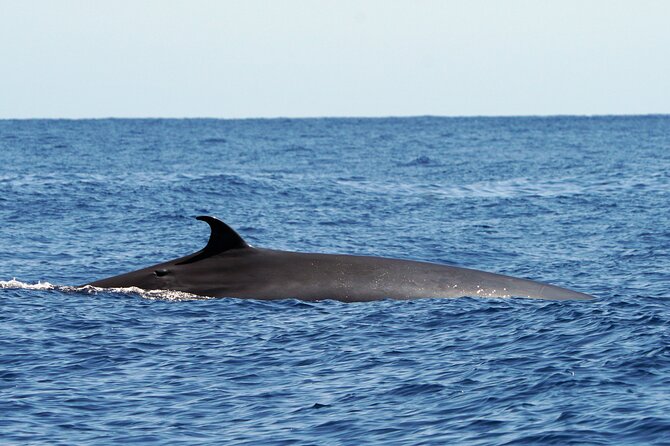 Dolphin - Whale - Turtle - Bird Watching - Who should book this sea safari?