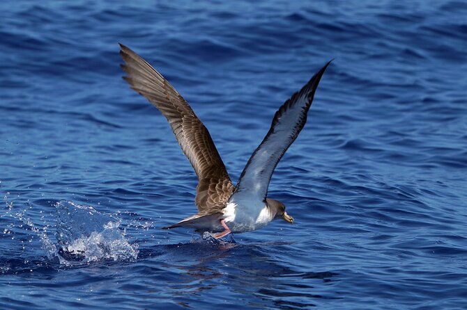 Dolphin - Whale - Turtle - Bird Watching - Practical details that affect your day
