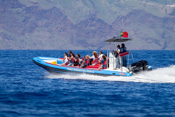 Dolphin - Whale - Turtle - Bird Watching - The two-hour search for dolphins and whales