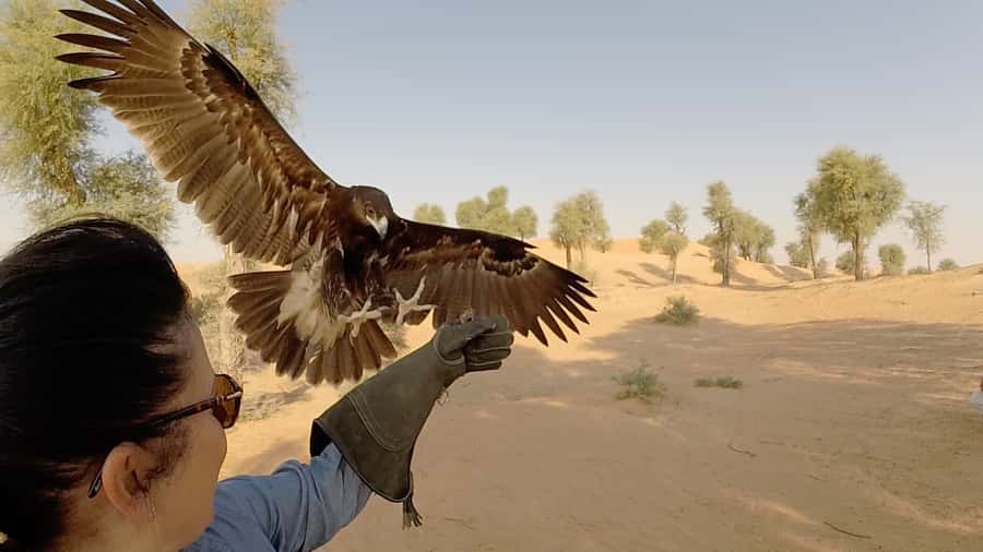 Dubai: Private Falconry Safari - Why this safari feels different from a standard desert tour