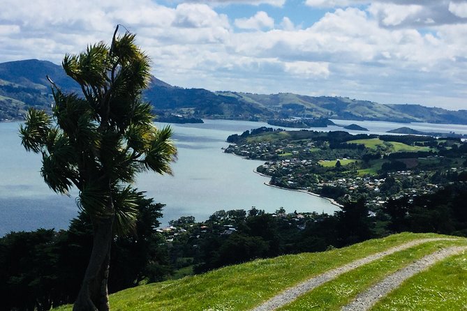 Dunedin City Highlights, Otago Peninsula Scenery & a Guided Penguin Reserve Tour - Dunedin’s grand buildings come through in quick, useful glimpses