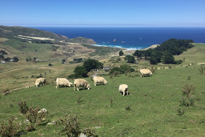 Dunedin City Highlights, Otago Peninsula Scenery & a Guided Penguin Reserve Tour - The Otago Peninsula is the visual heart of the outing