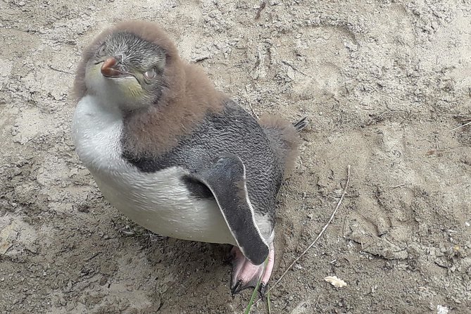 Dunedin City Highlights, Otago Peninsula Scenery & a Guided Penguin Reserve Tour - Guides are the strongest part of the experience