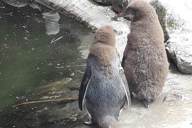 Dunedin City Highlights, Otago Peninsula Scenery & a Guided Penguin Reserve Tour - Vehicle comfort is the serious caution
