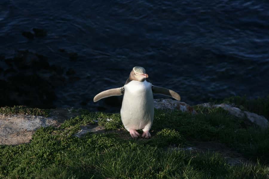 Dunedin: Otago Peninsula with Guided Penguin Reserve Tour - Five things to know before you book